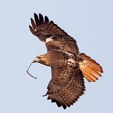 12SB3898 Red-tailed Hawk with Nesting Material